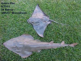 7 pound batray and an 18 pound, 41 inch shovelnose guitarfish.