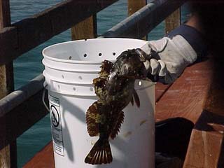 12 inch cabezon.