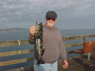 22 inch lingcod. They have just started to appear with some frequency in the westside kelp reef. Legal size is 24 inches (currently) - there is a proposal to increase the limit to 28 inches in 2004. No legals yet caught at Goleta.