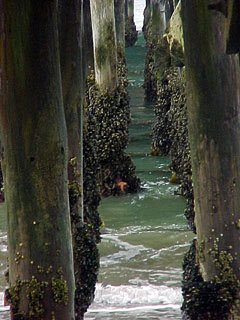 pierpilings.jpg