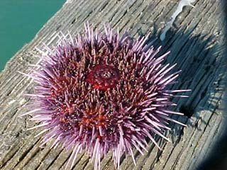 purpleurchin.jpg