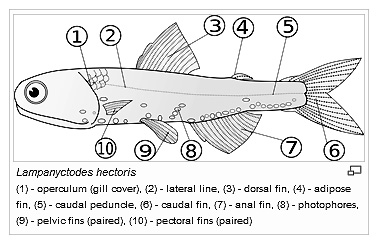 Graphic courtesy of Wikipedia