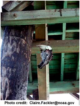 Pigeon snagged on a sabiki rig  and left hanging under the pier where it died.