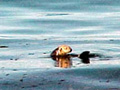 Goleta's fabulous kelp reef - home to over 45 species of fish.  2002-2003 survey complete with daily fishing logs , pictures, statistics and charts.