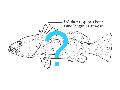 Identify and learn more about your catch ... click here!
